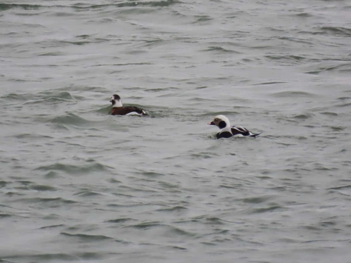 Moretta codona - ML646564029