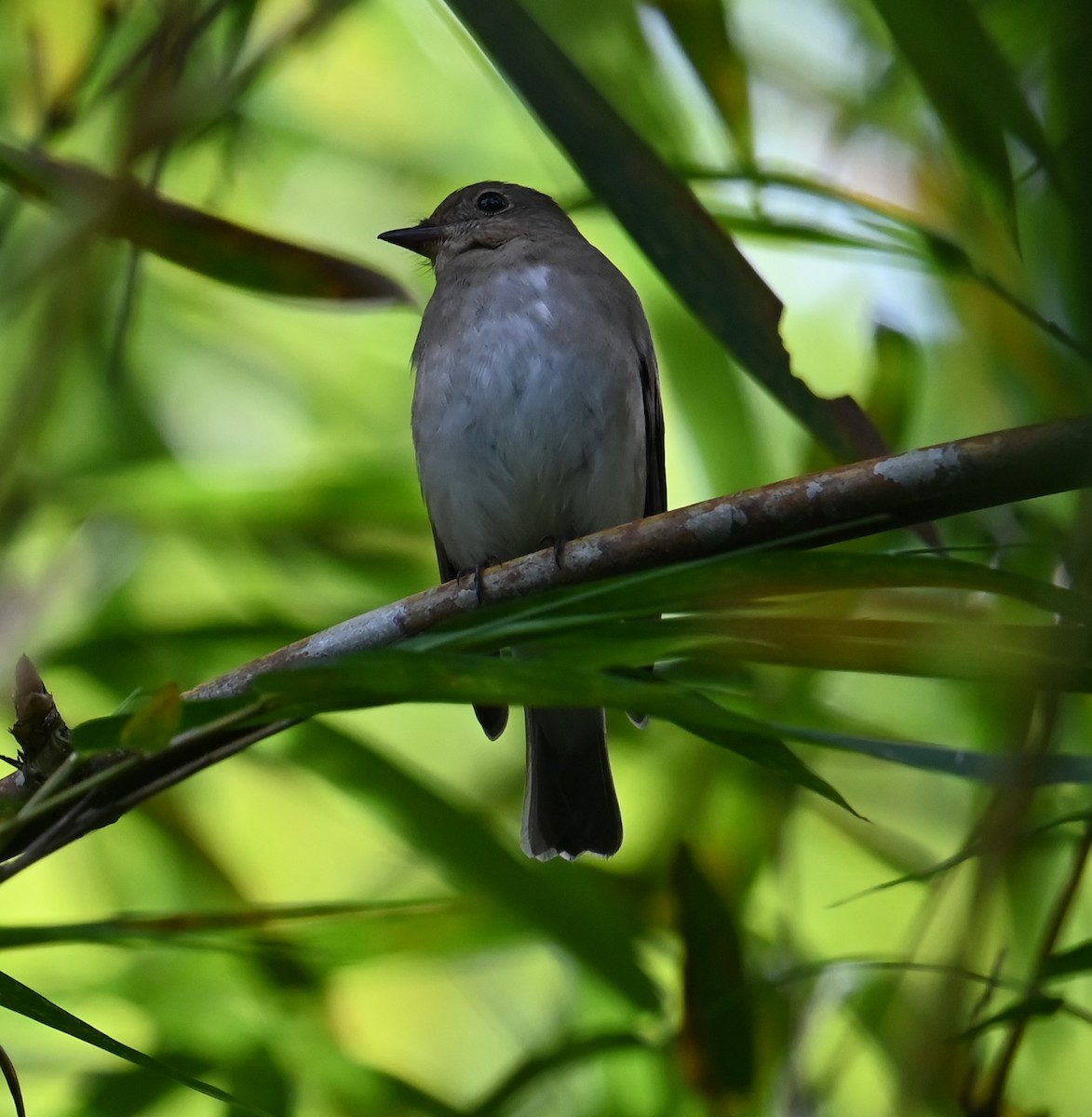 Blue-and-white/Zappey's Flycatcher - ML646564030
