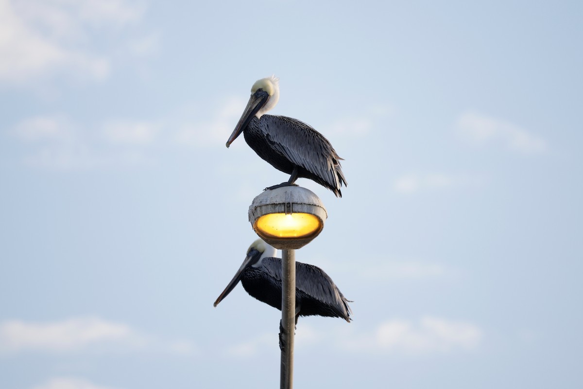 Brown Pelican - ML646564032