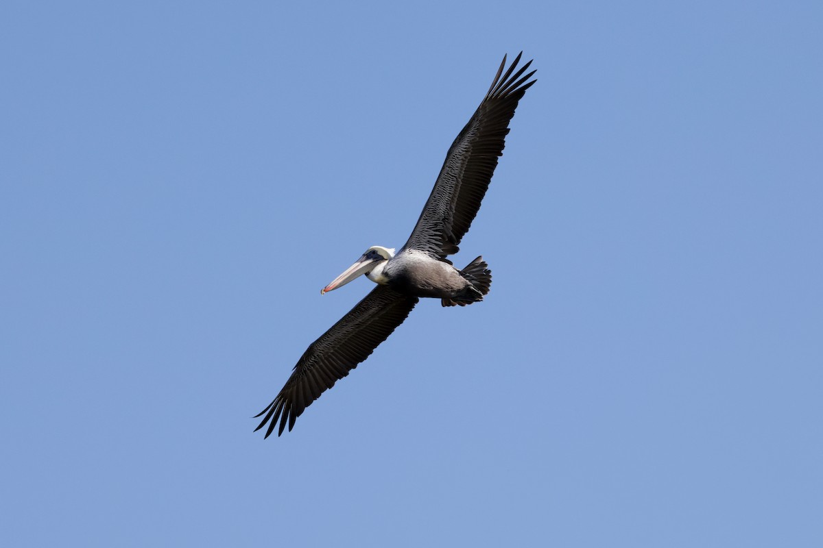 Brown Pelican - ML646564033