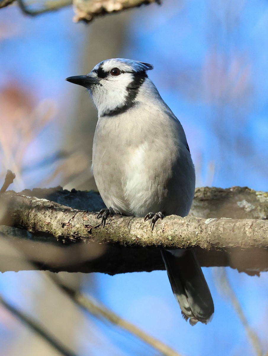 Blue Jay - ML646564034