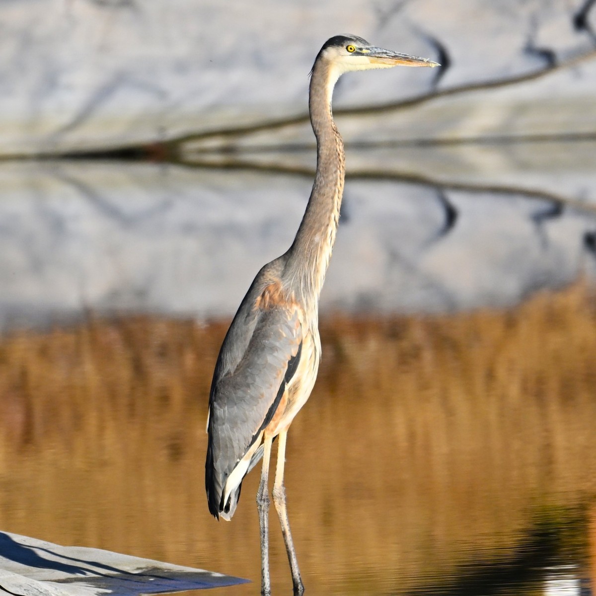 herodiashegre - ML646564035