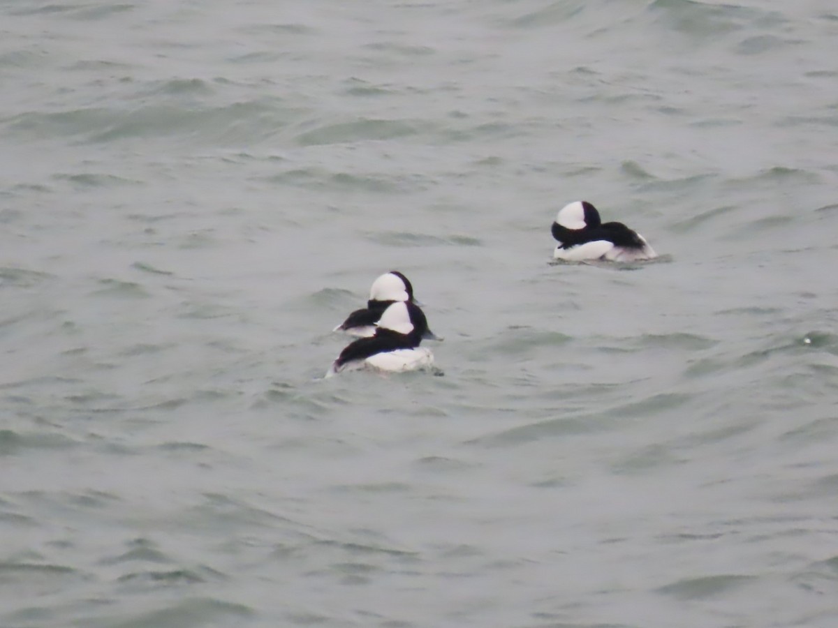 Bufflehead - ML646564037