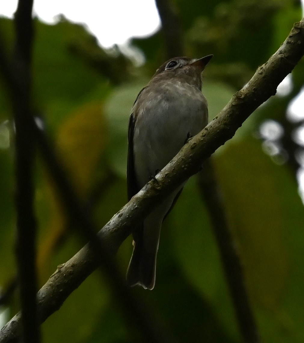 Taiga-/Türkisblauschnäpper - ML646564038