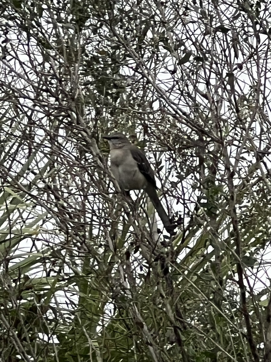 Gartenspottdrossel - ML646564039