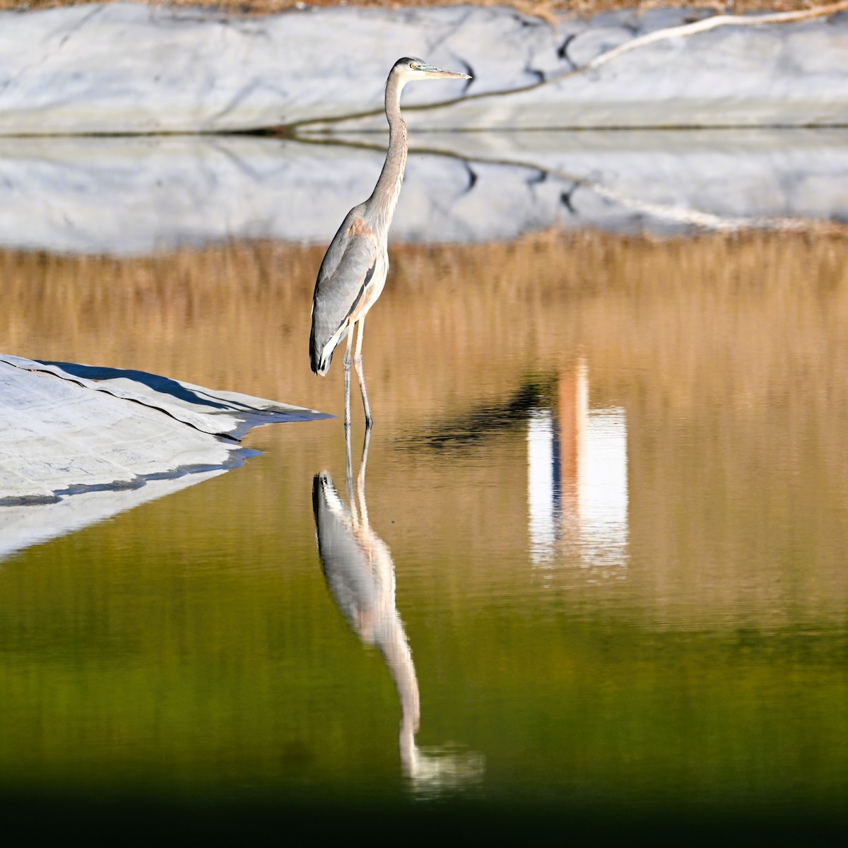 Kanadareiher - ML646564041