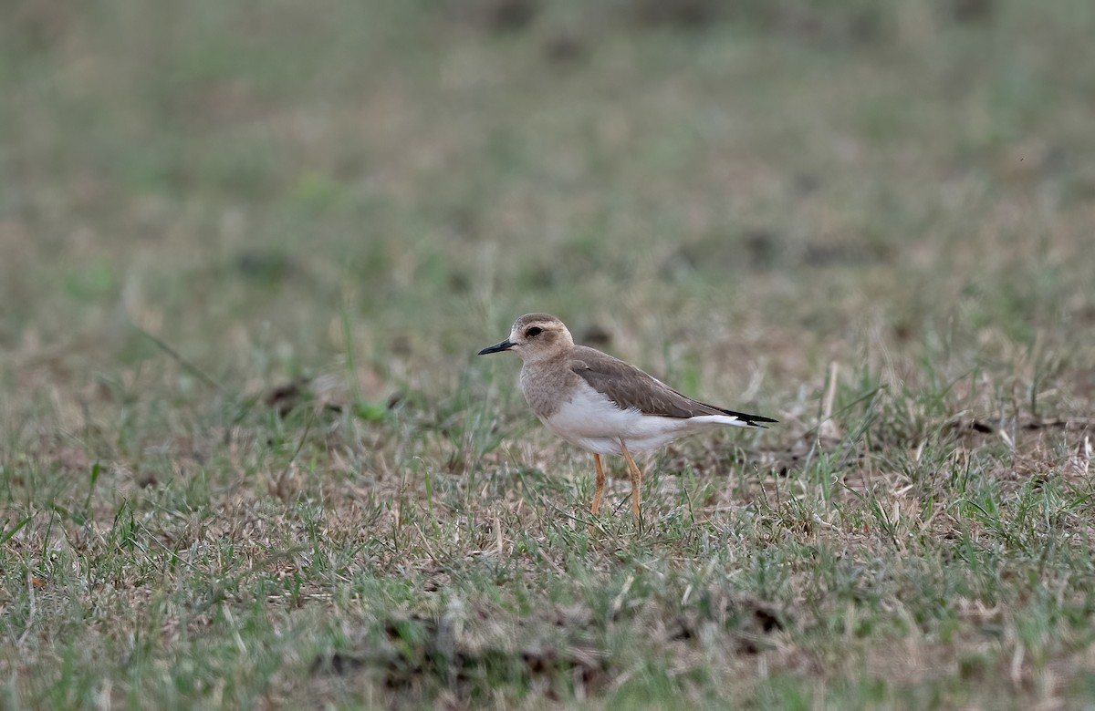 Oriental Plover - ML646564042