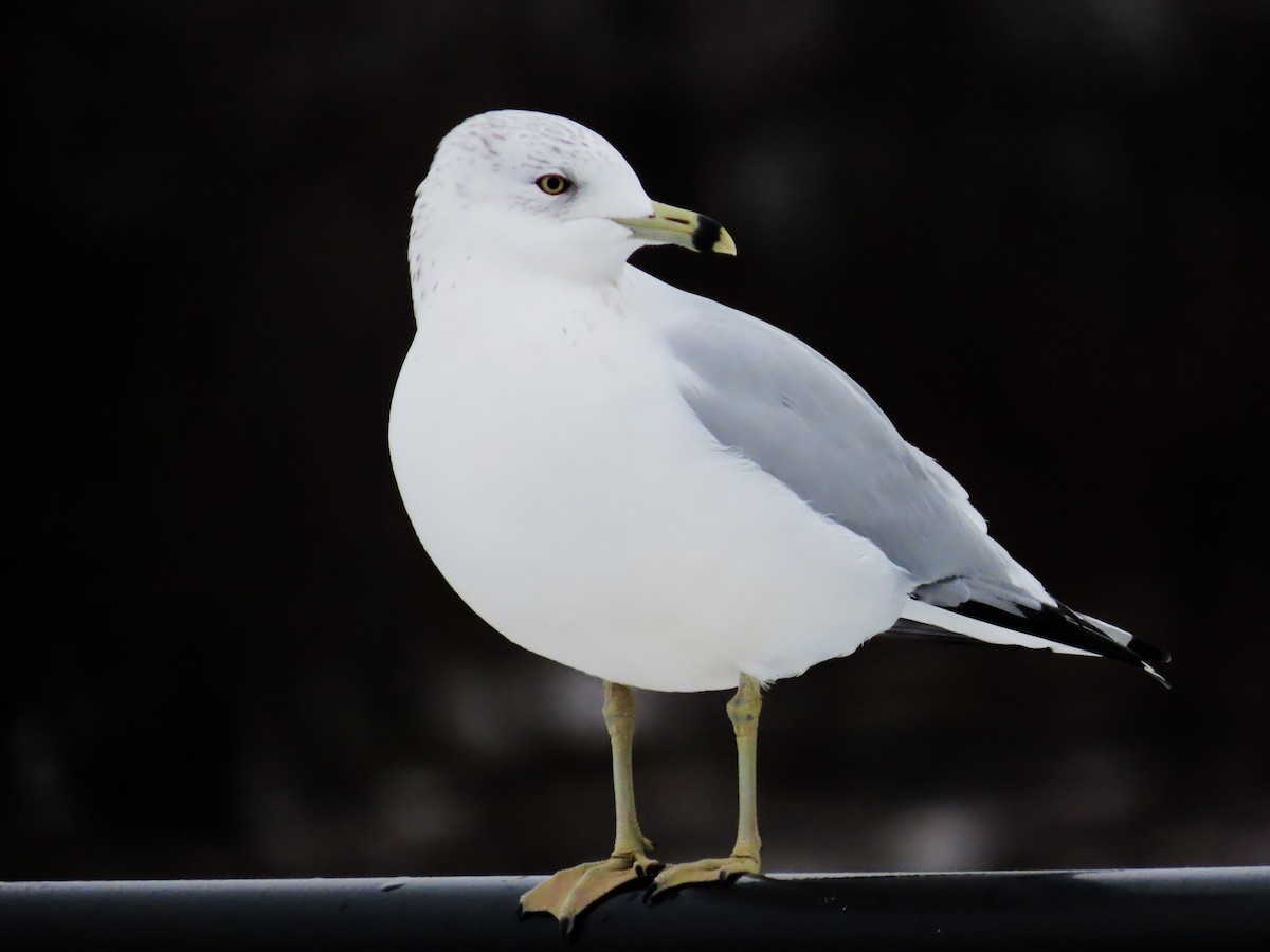 Ringschnabelmöwe - ML646564044