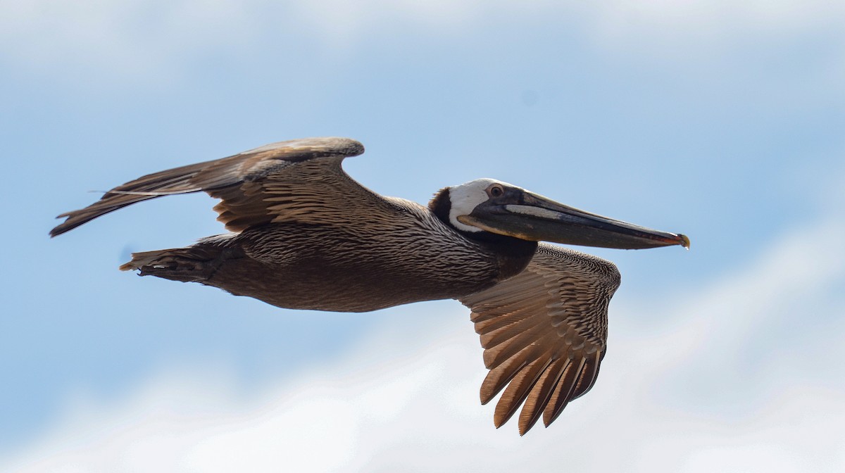 Braunpelikan (californicus) - ML646564045