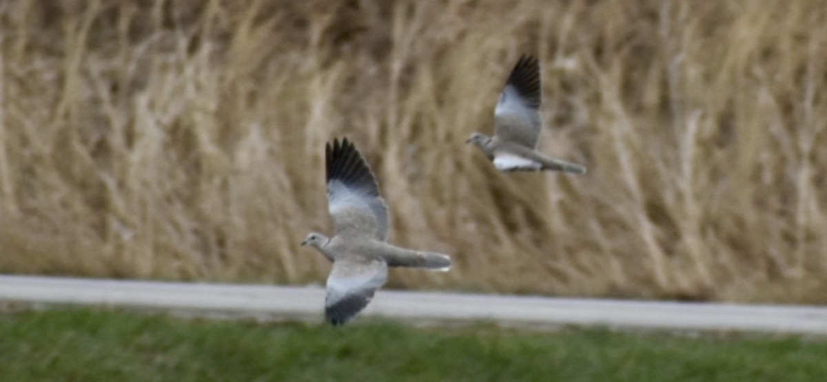 Türkentaube - ML646564046