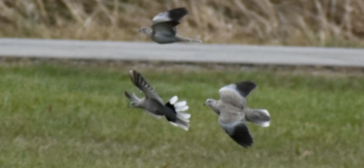 Türkentaube - ML646564047