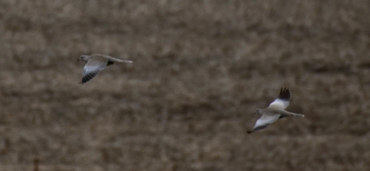 Türkentaube - ML646564048