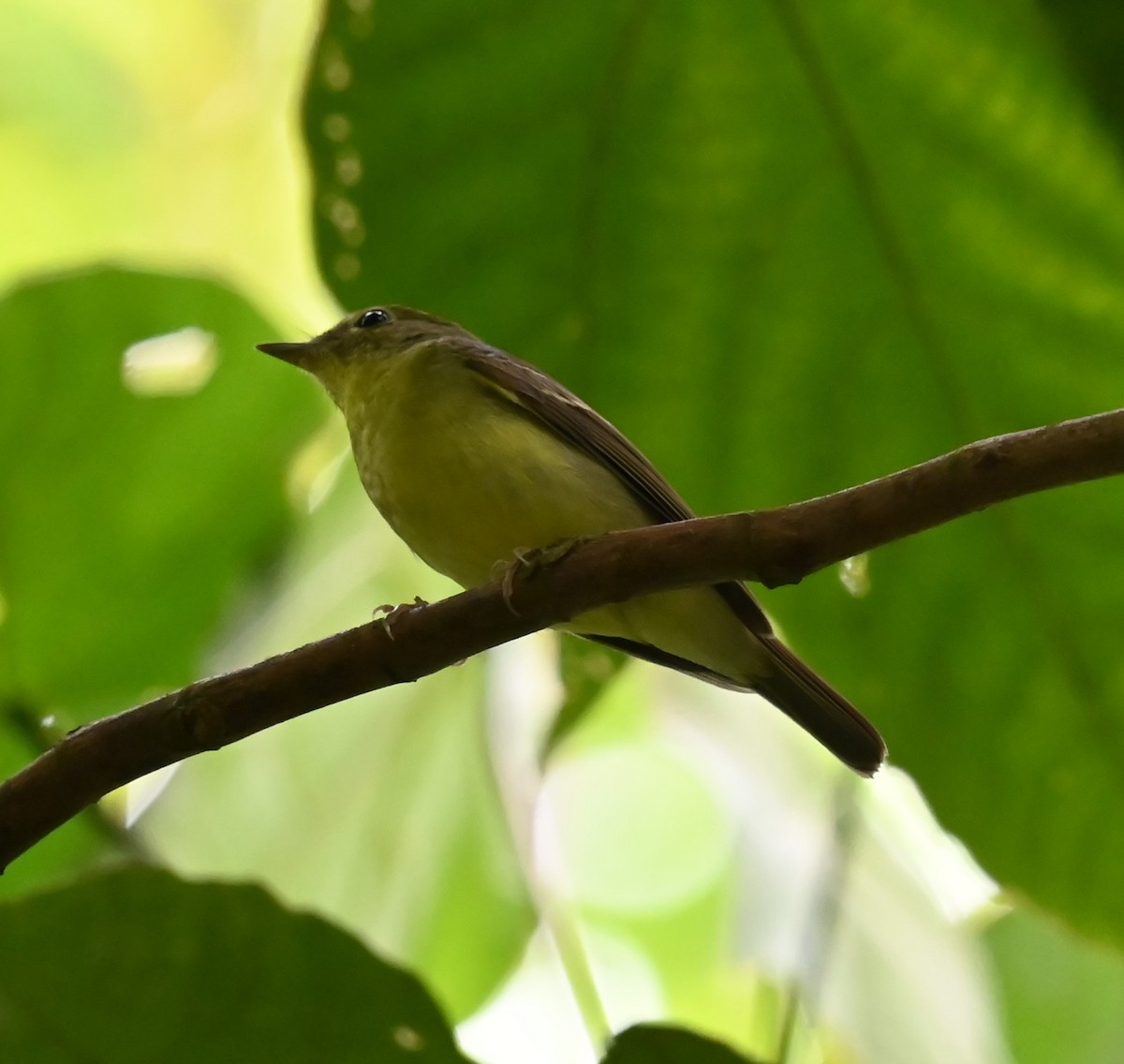 Green-backed Flycatcher - ML646564049