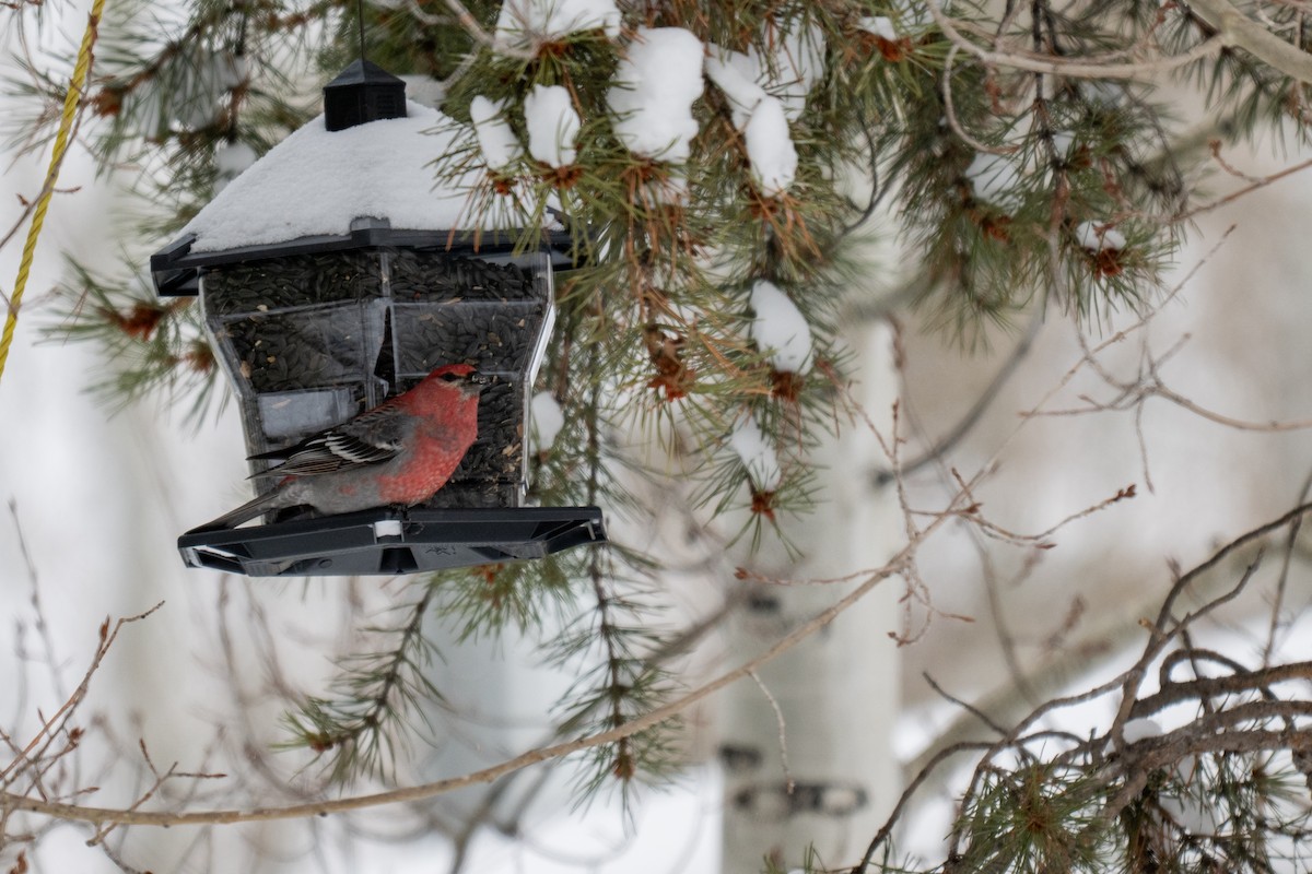 Hakengimpel - ML646564050