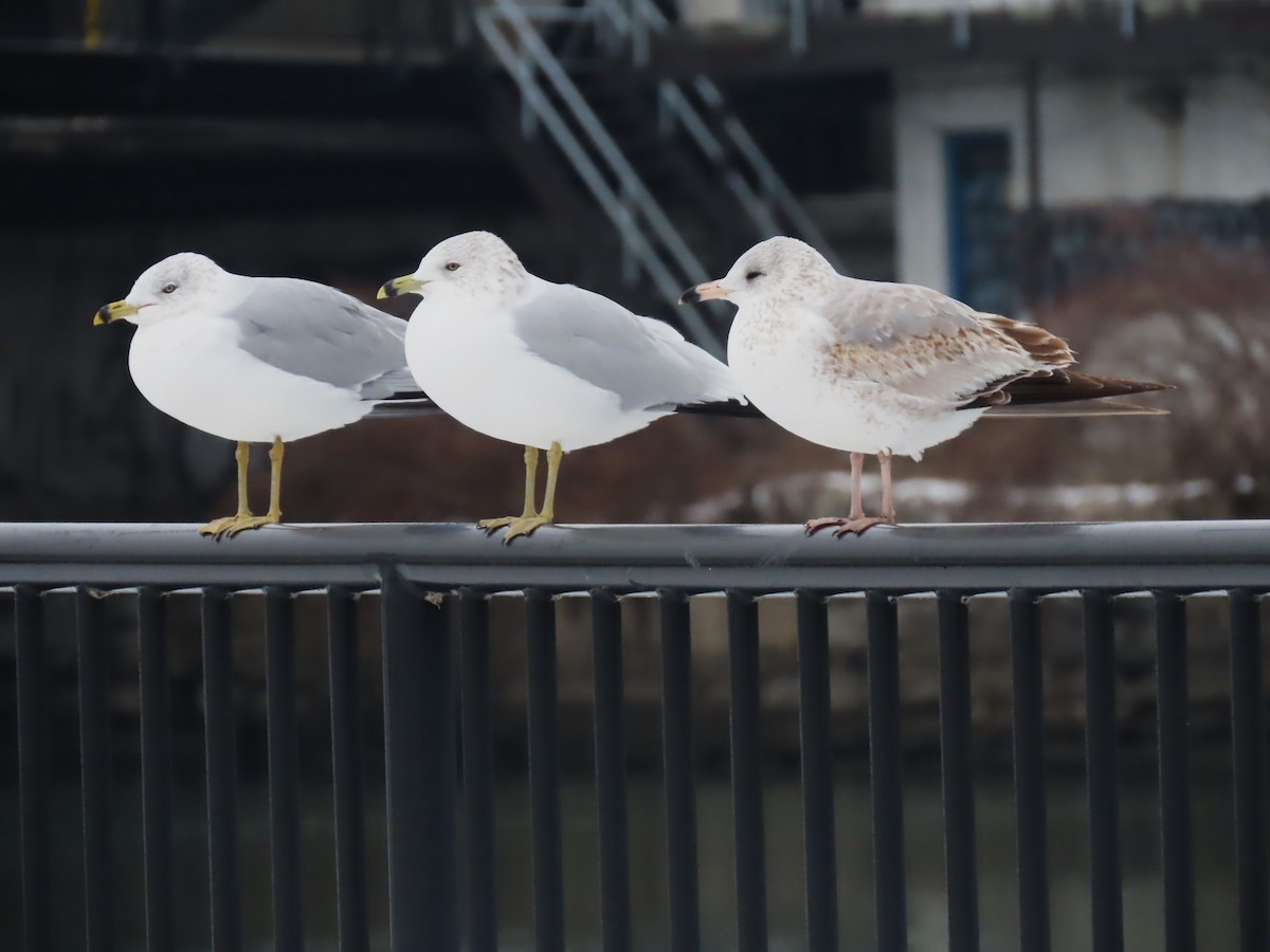 Ringschnabelmöwe - ML646564051