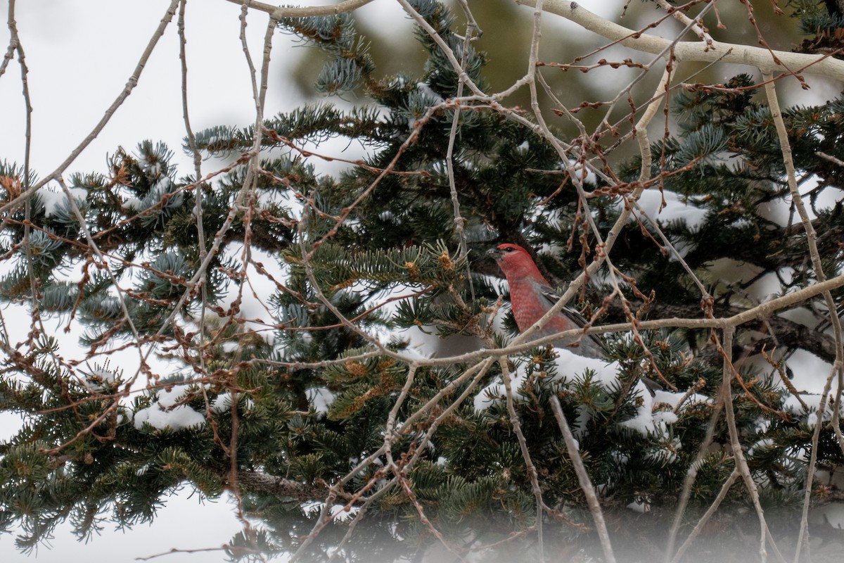 Hakengimpel - ML646564052