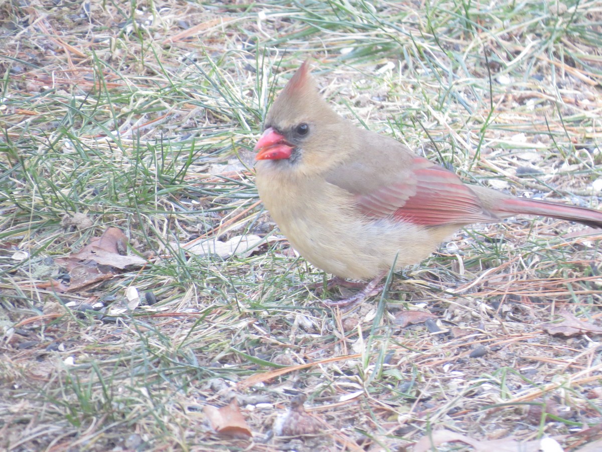 Rotkardinal - ML646564053