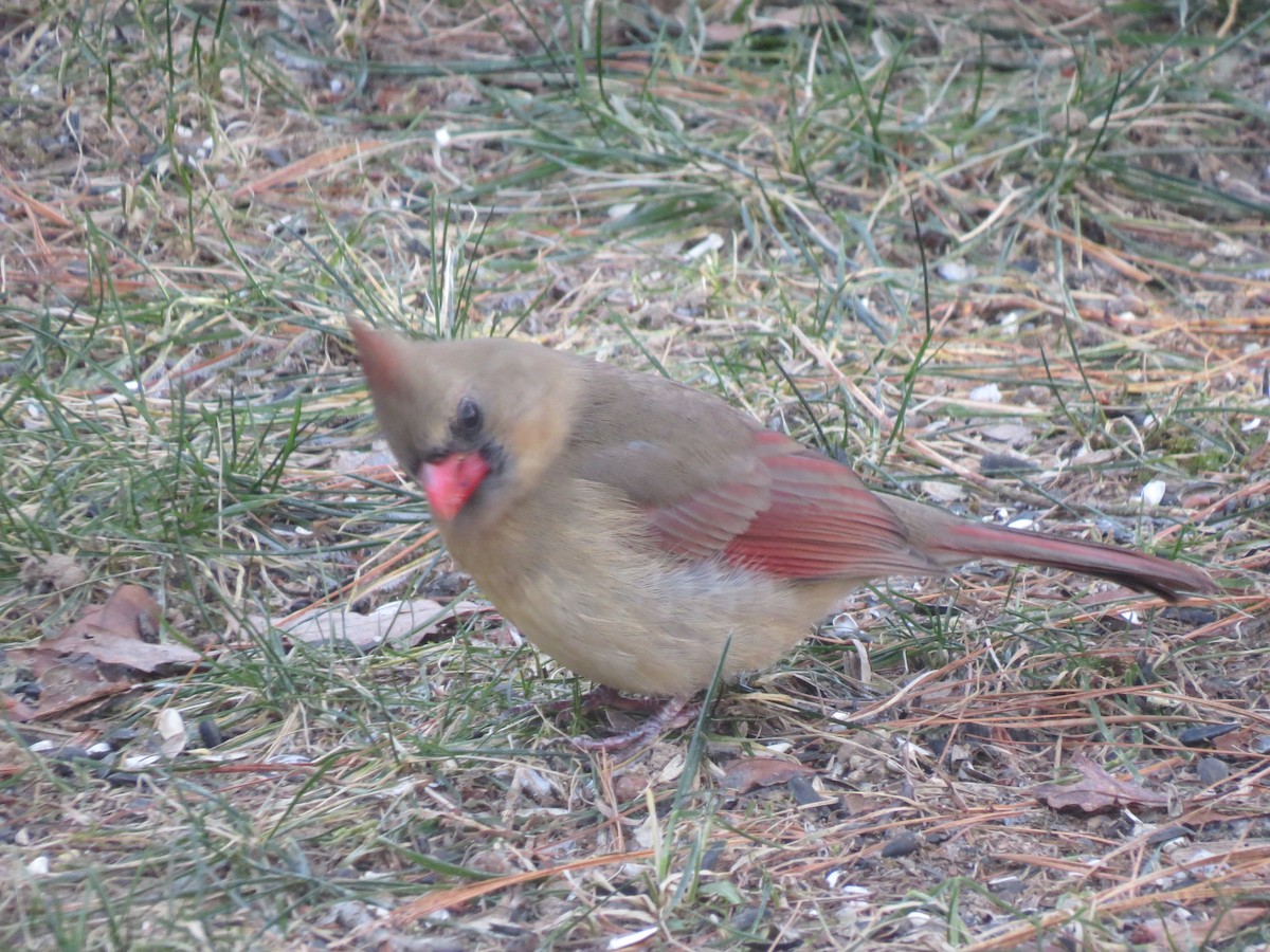 Rotkardinal - ML646564054