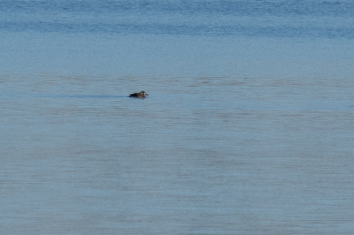 Brillenente - ML646564055