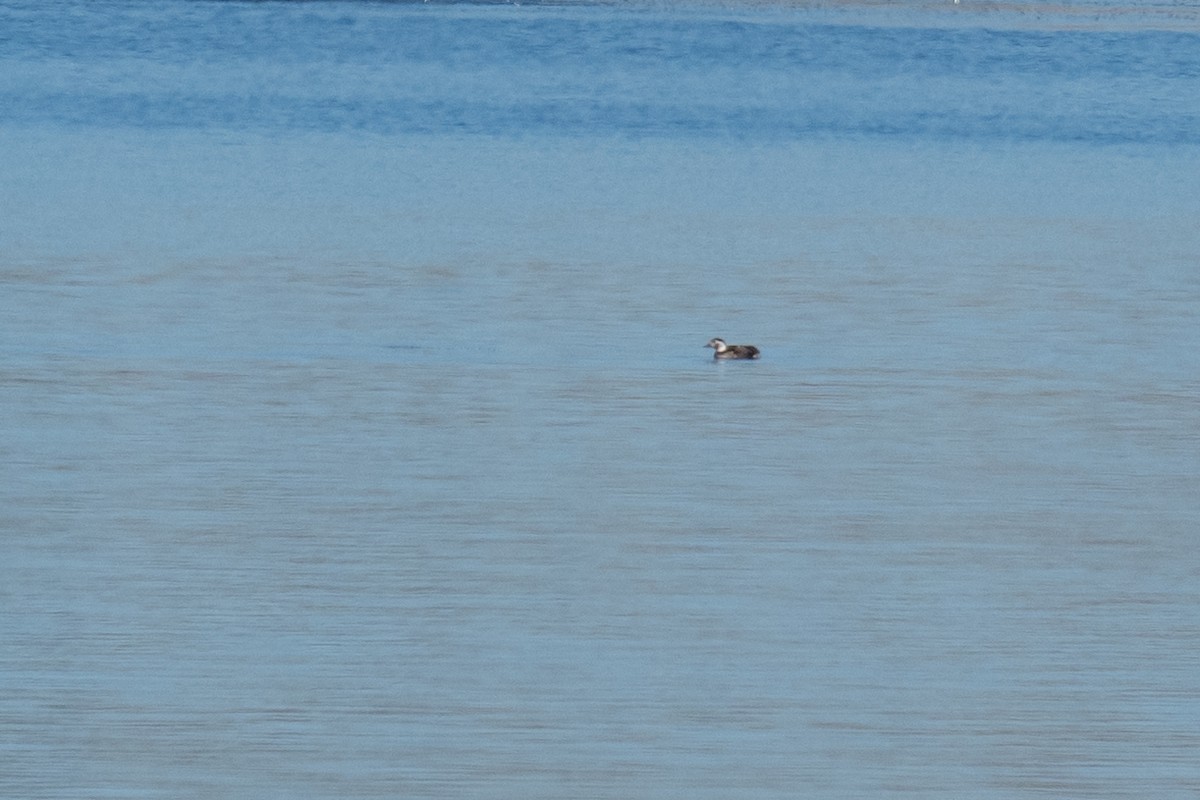 Eisente - ML646564056