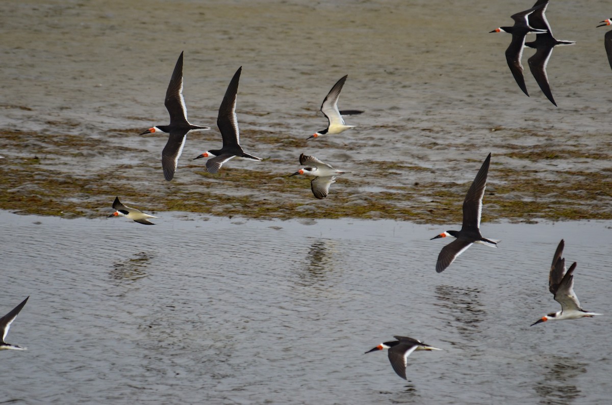 Amerikascherenschnabel - ML646564057