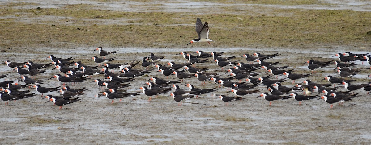 Amerikascherenschnabel - ML646564058