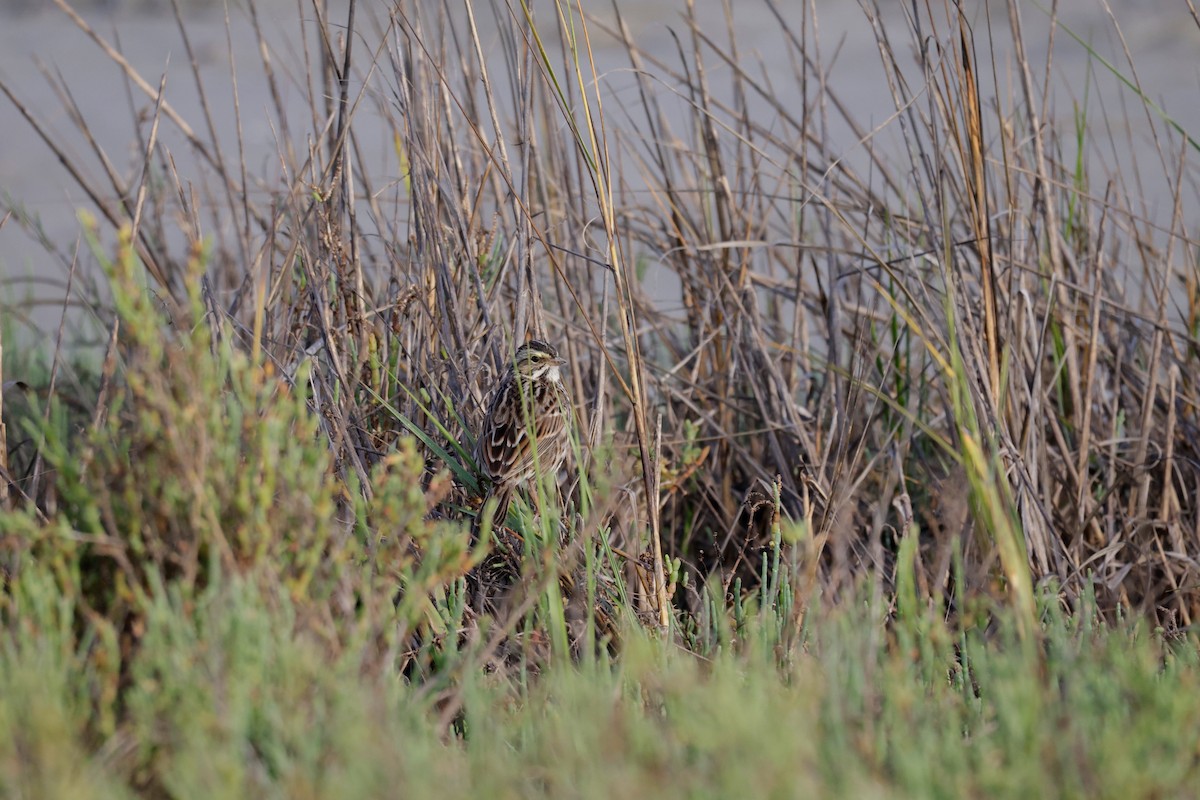 Savannah Sparrow - ML646564059