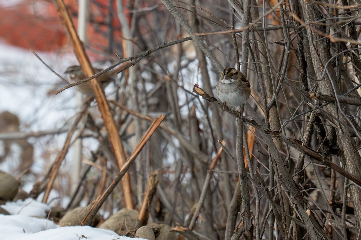 Weißkehlammer - ML646564060