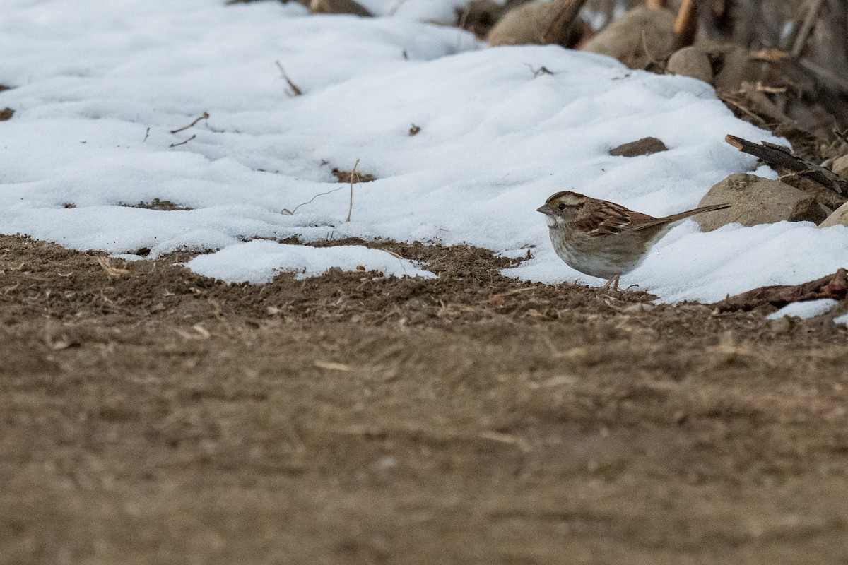 Weißkehlammer - ML646564067