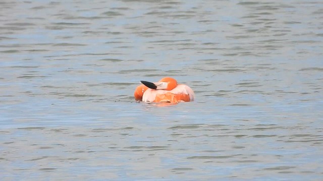 Amerika Flamingosu - ML646564073