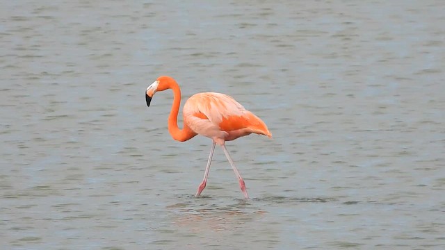 Amerika Flamingosu - ML646564074