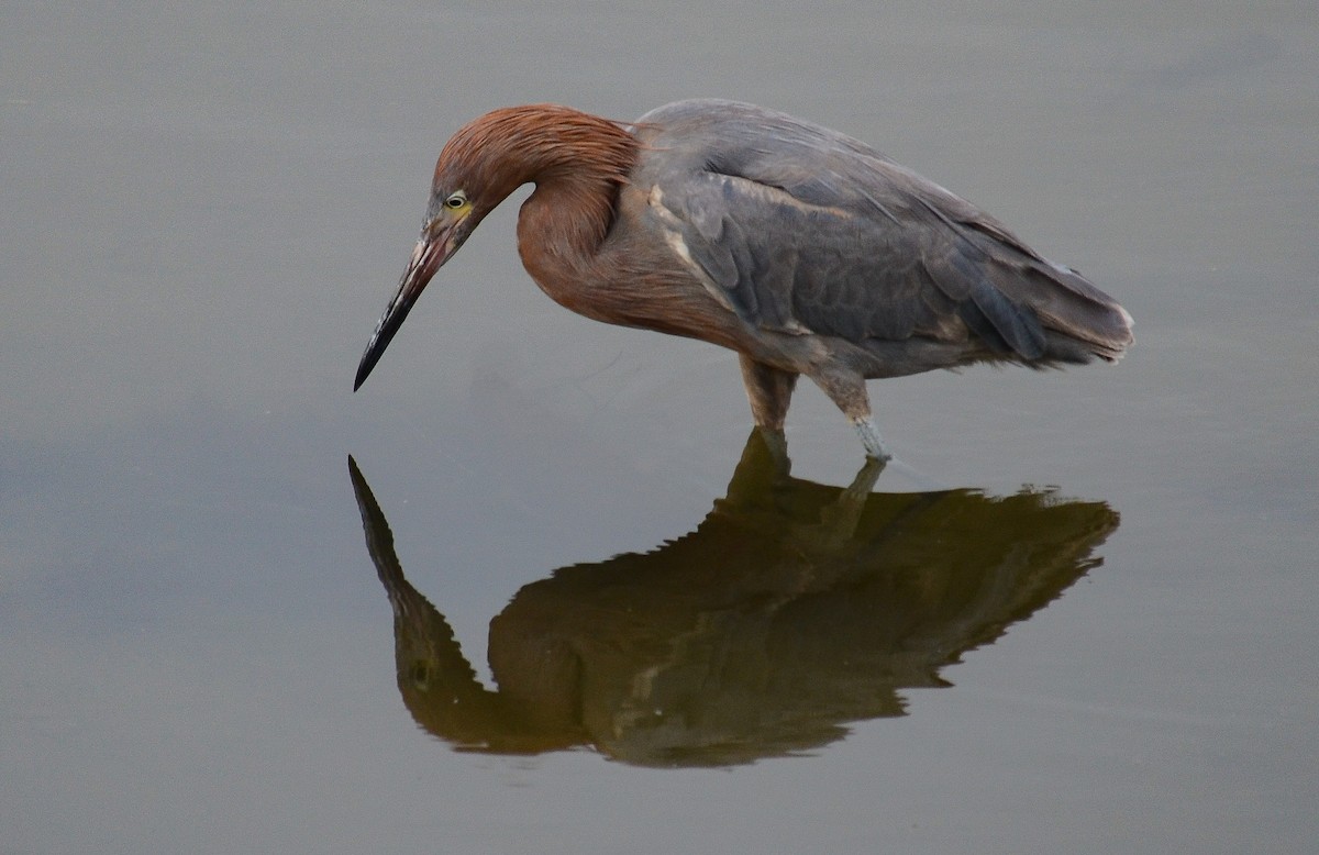 Rötelreiher - ML646564075