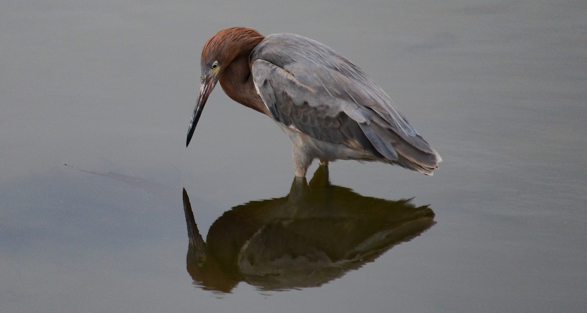 Rötelreiher - ML646564077