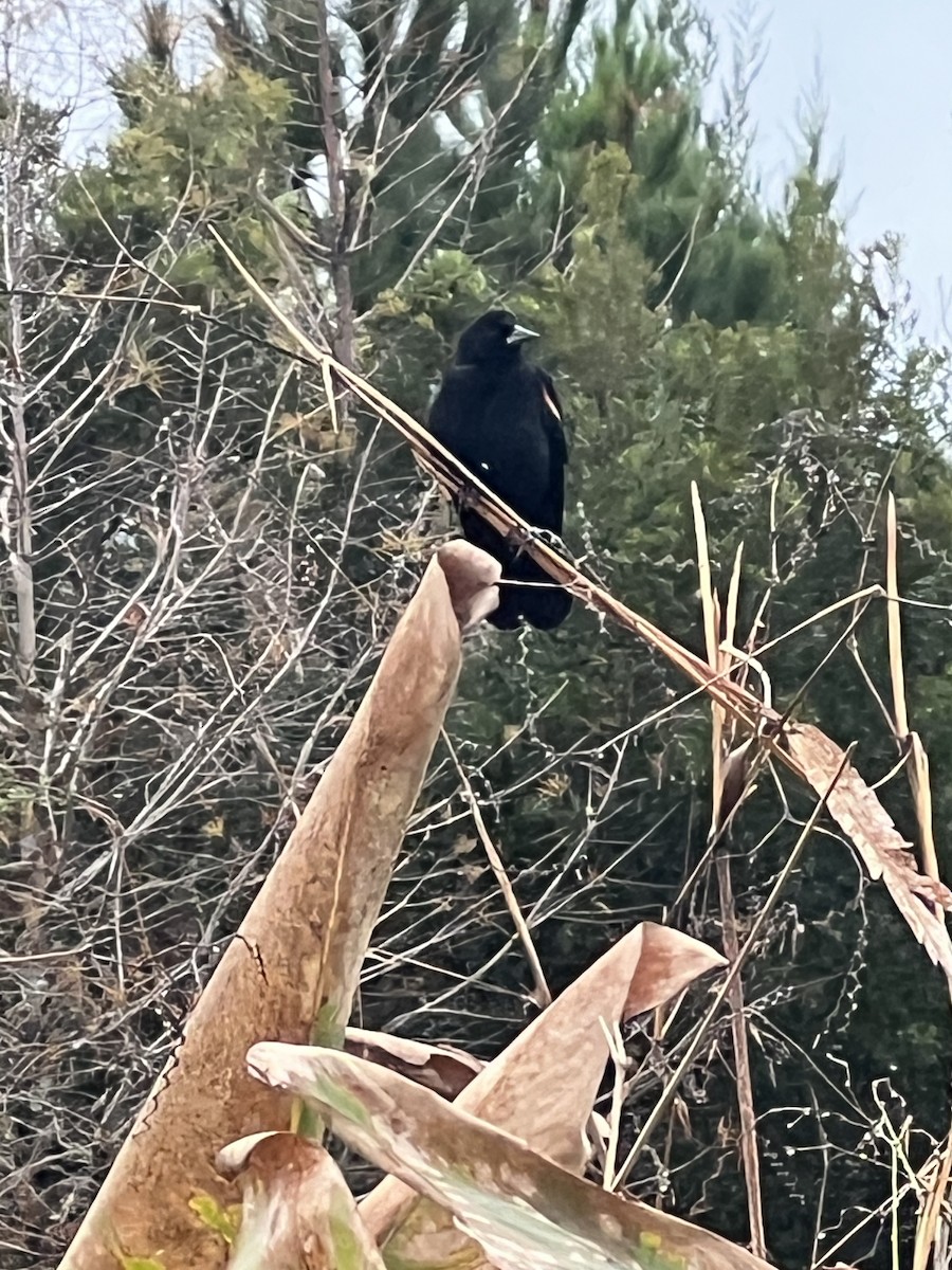 Rotflügelstärling - ML646564078