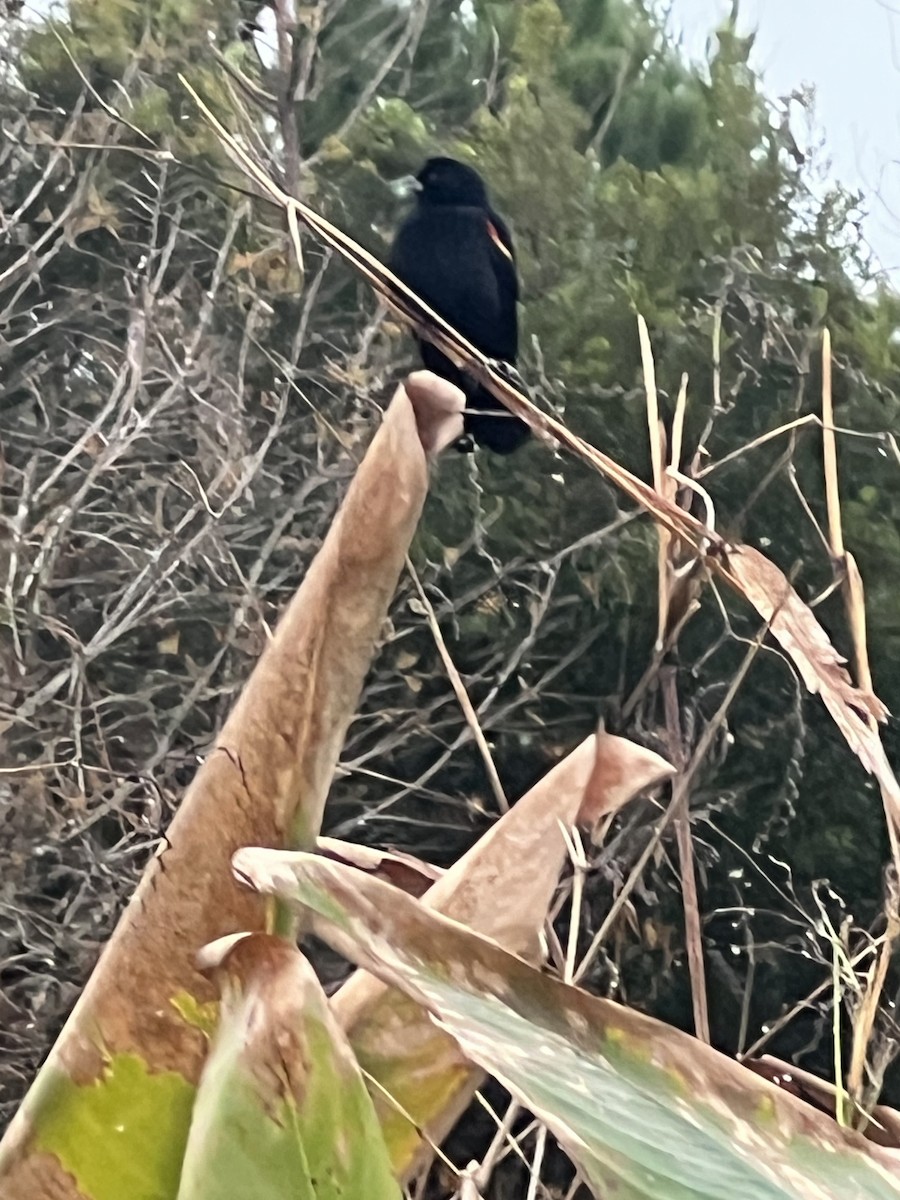 Rotflügelstärling - ML646564079