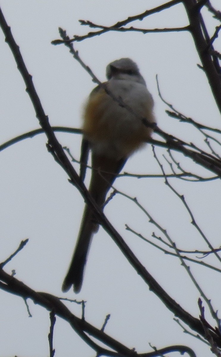 Scherenschwanz-Königstyrann - ML646564080