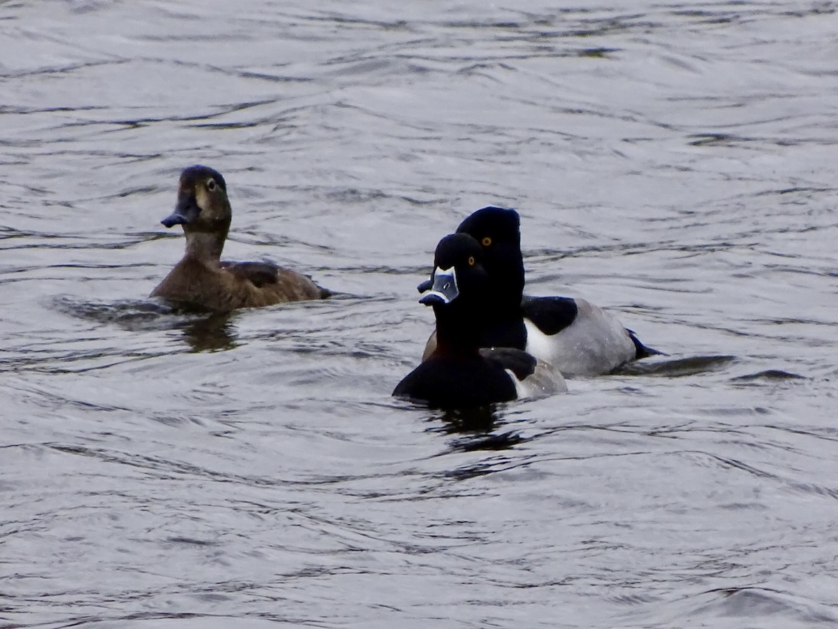 Ring-necked Duck - ML646564082
