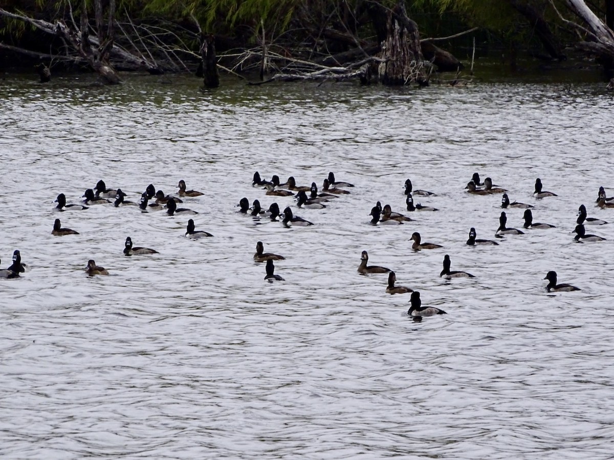 Ring-necked Duck - ML646564083