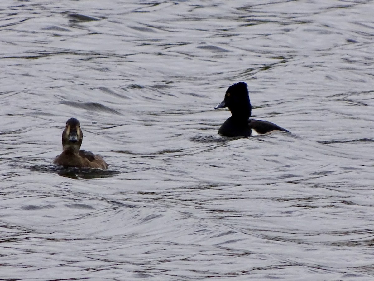 Ring-necked Duck - ML646564084