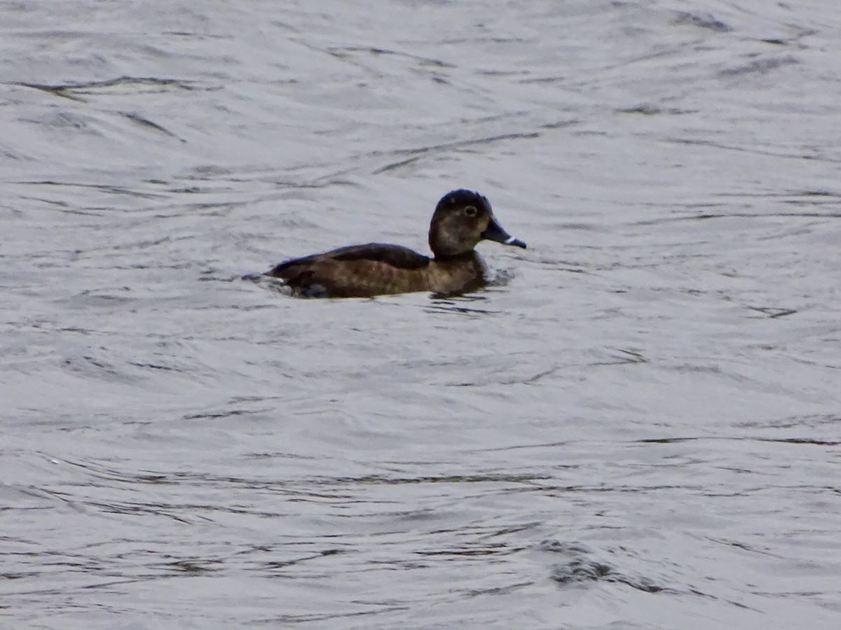 Ring-necked Duck - ML646564085