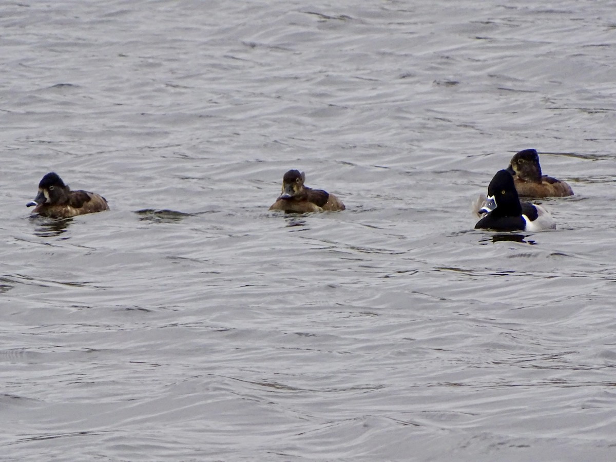 Ring-necked Duck - ML646564086
