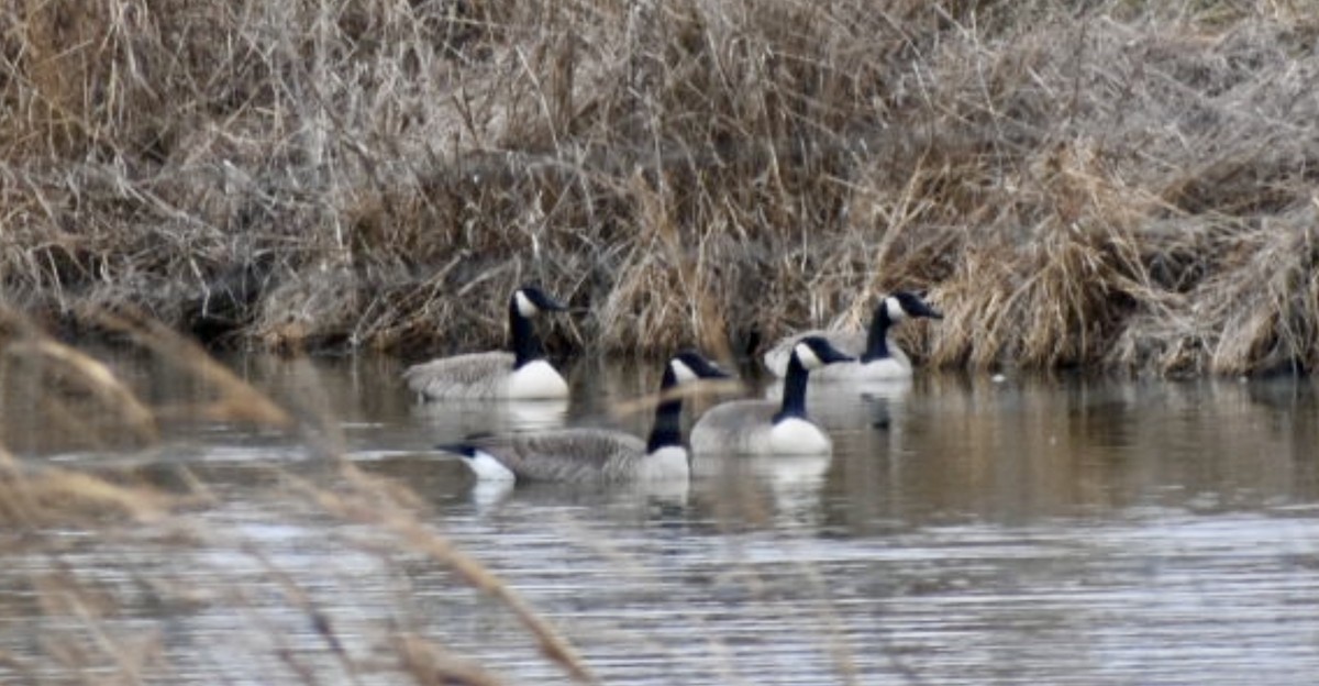 Canada Goose - ML646564090