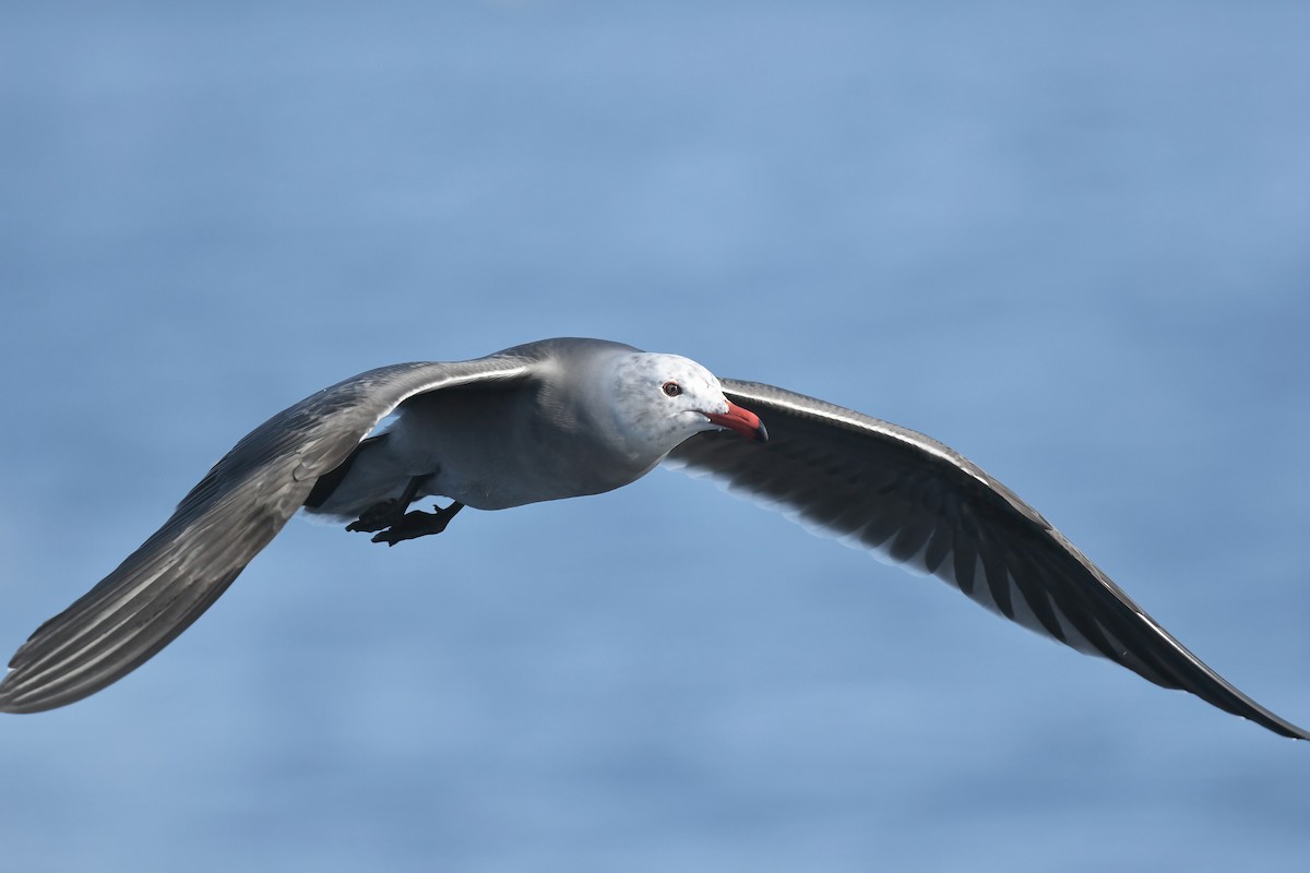 Heermann's Gull - ML646564091