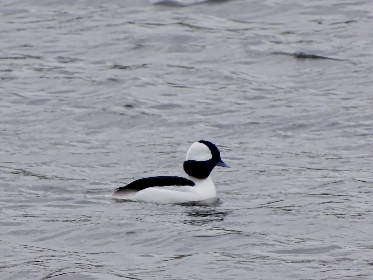 Bufflehead - ML646564093