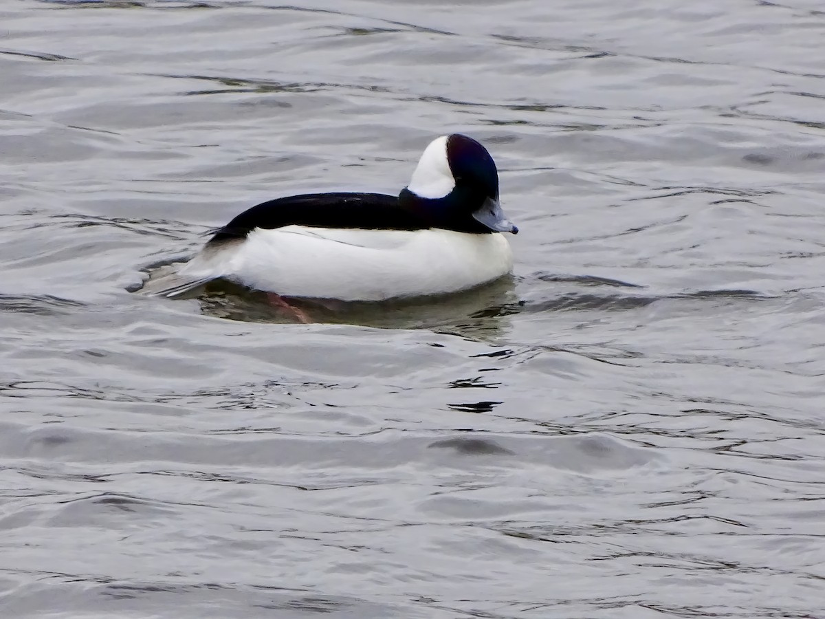 Bufflehead - ML646564094