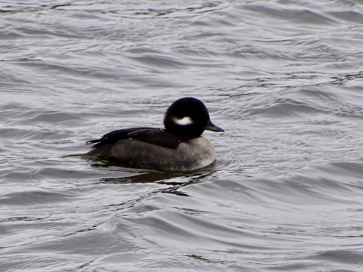 Bufflehead - ML646564096