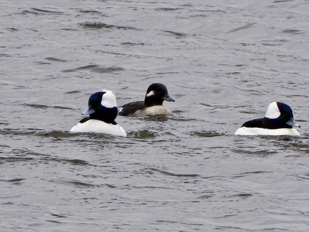 Bufflehead - ML646564097
