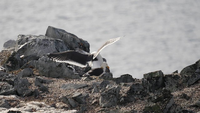 Доминиканская чайка (austrinus) - ML646564098