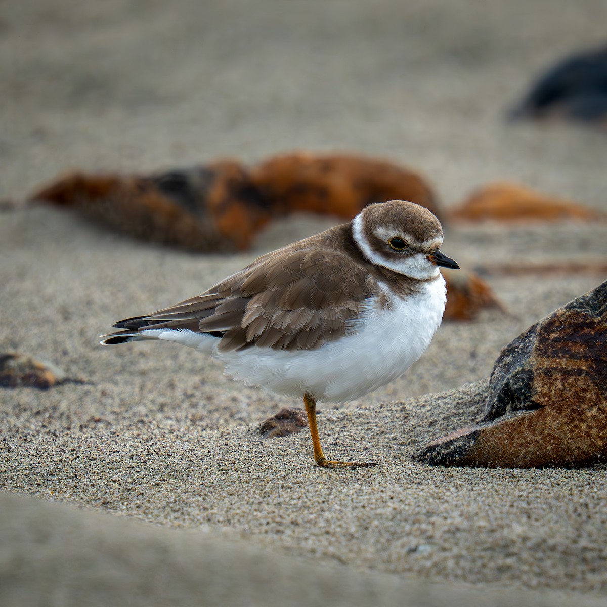 Perdeli Cılıbıt - ML646564099