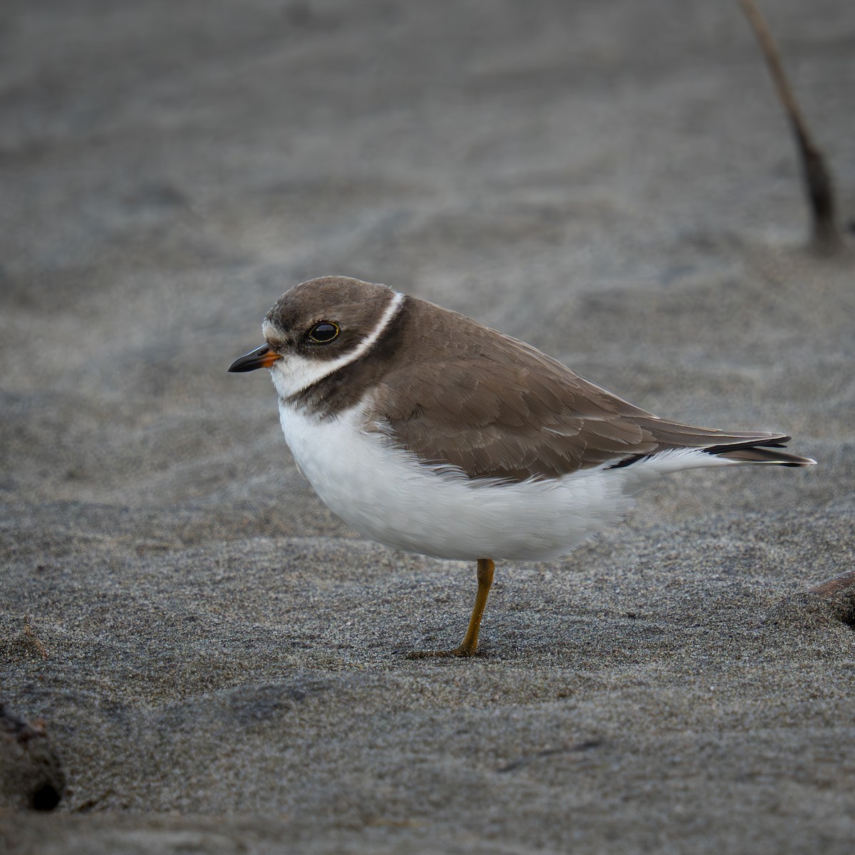 Perdeli Cılıbıt - ML646564100